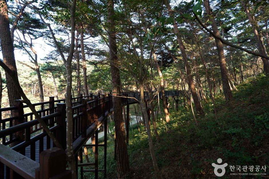 안면도자연휴양림 산책 사진 1